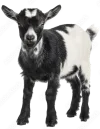 Goat Meat