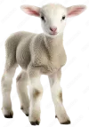 Lamb Meat