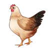 Chicken Meat